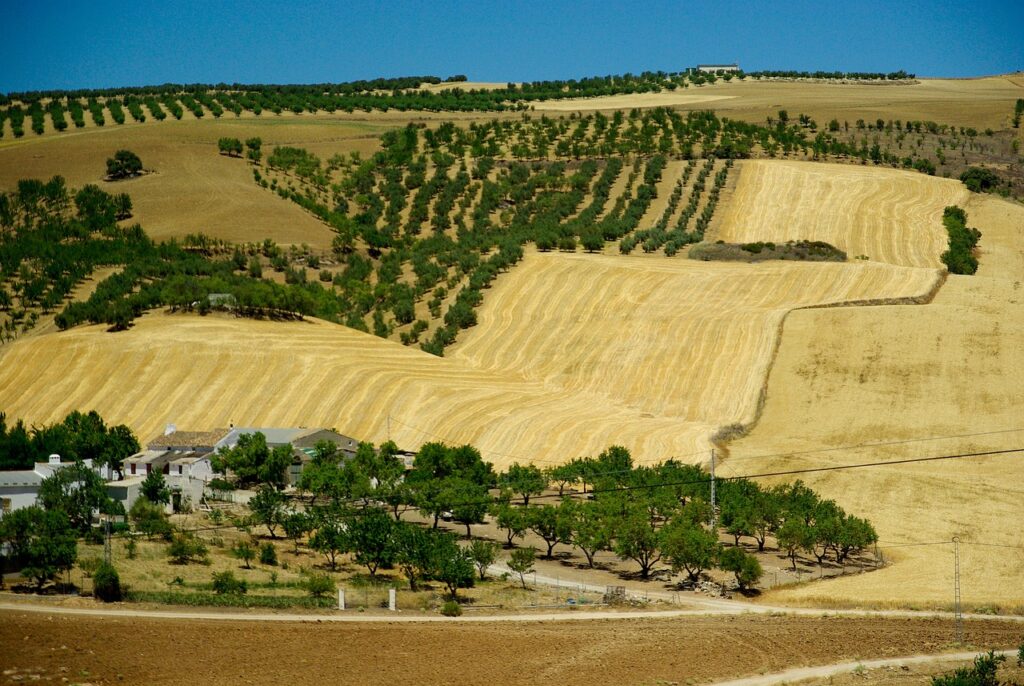 Diferencia entre agricultura intensiva y extensiva