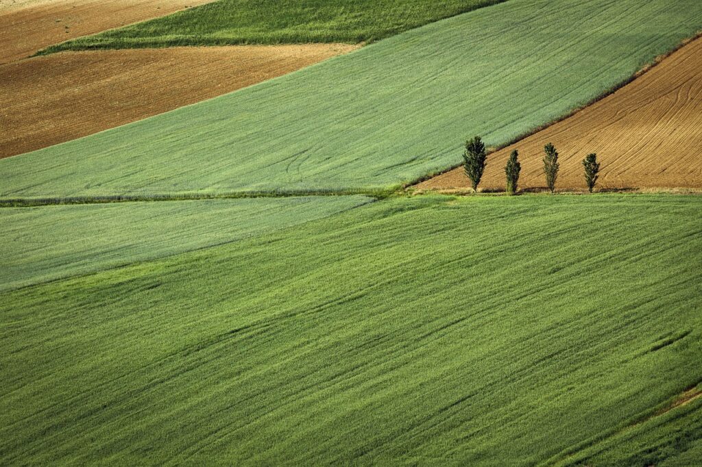 Medida agraria equivalente a 50 fanegas