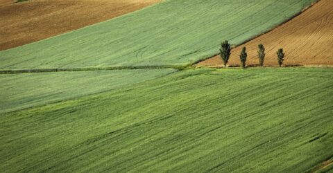 Medida agraria equivalente a 50 fanegas