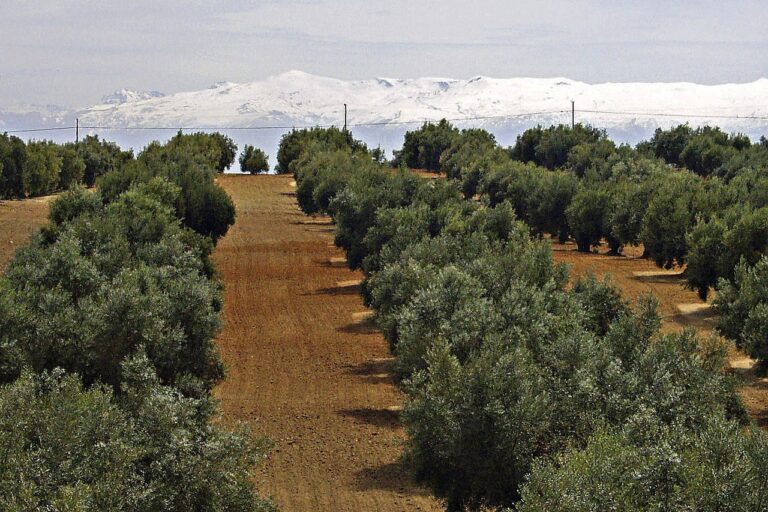 Olivar intensivo o superintensivo