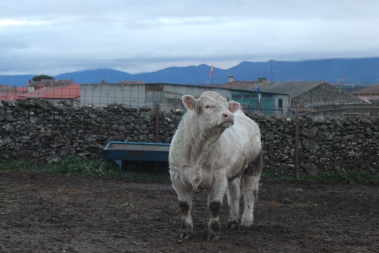 Razas de toros en España. Se muestra un toro de carne de la raza Charolesa