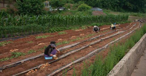 Técnicas de cultivo agrícola