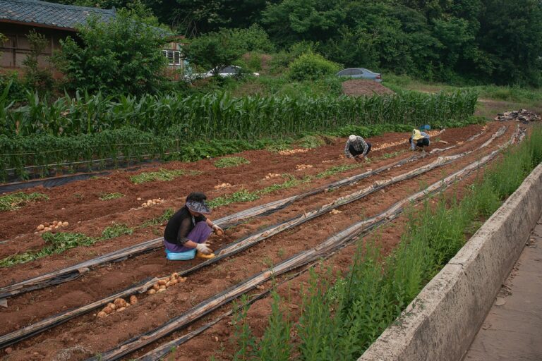 Técnicas de cultivo agrícola