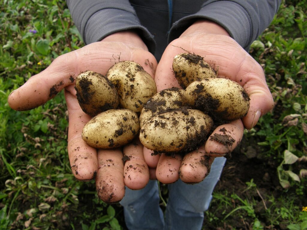 Agricultura de subsistencia.