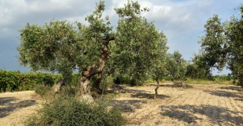 ¿Cuándo podar Olivo? La poda del olivo se realiza principalmente entre finales del invierno o principios de primavera.