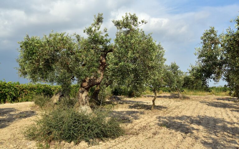 ¿Cuándo podar Olivo? La poda del olivo se realiza principalmente entre finales del invierno o principios de primavera.