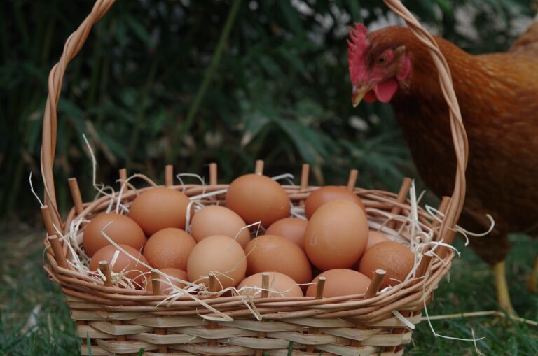 Gallina Clueca, cómo hacer que una gallina se quede clueca