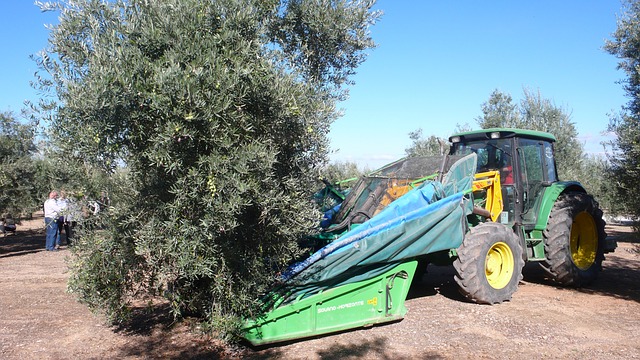 Recoger aceitunas ¿Cuándo se recogen las aceitunas?