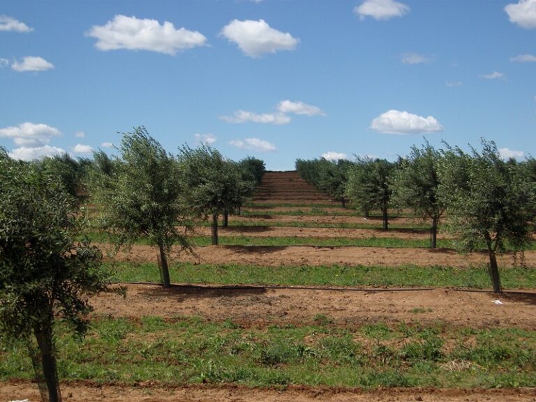 Cubierta vegetal olivar