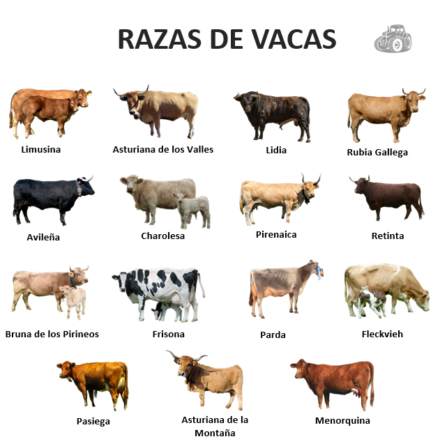 razas de vacas