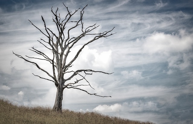 Como secar un árbol grande sincortarlo