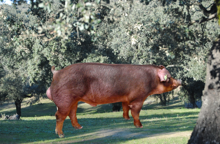 Cerdo raza Duroc