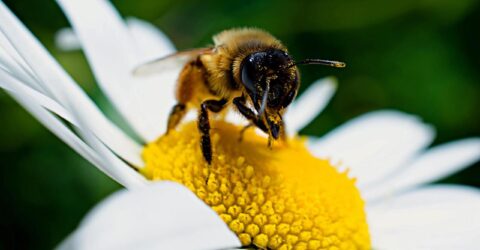 Propiedades del polen de abejas