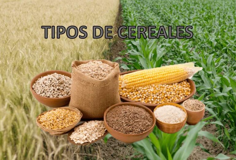 ¿Cuáles son los cereales? Tipos de cereales