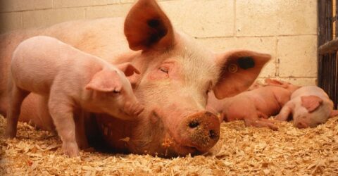 los cerdos son omnivoros . Características del cerdo