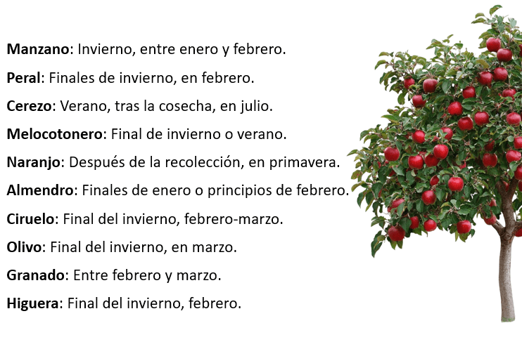 calendario de poda de árboles frutales