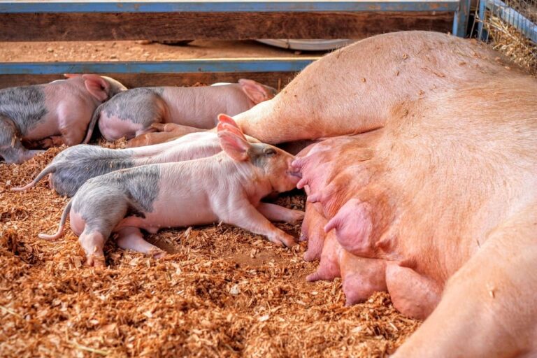 Cuánto vive un cerdo