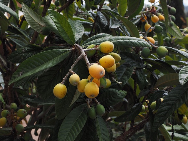 como y cuándo podar níspero. Fruto del nispero