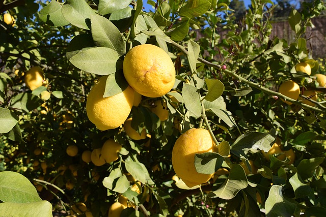 poda del limonero
