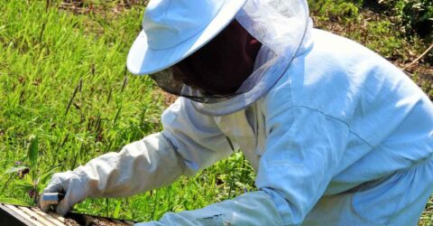 Apicultor. cera de abejas propiedades. a quién llamar para quitar un panal de abejas