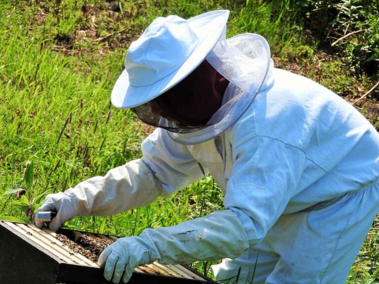 Apicultor. cera de abejas propiedades. a quién llamar para quitar un panal de abejas